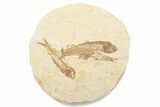 Fossil Fish (Knightia) Mortality Plate - Wyoming #375382-1